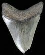 Juvenile Megalodon Tooth - Serrated Blade #61848-1